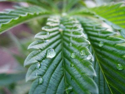 Adjuvants and Surfactants