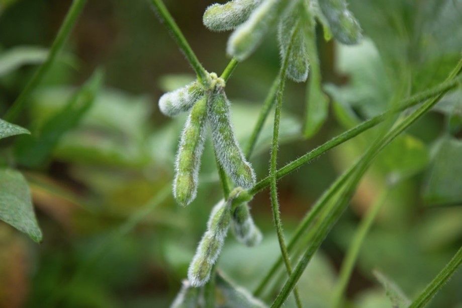 Denim (Syngenta)