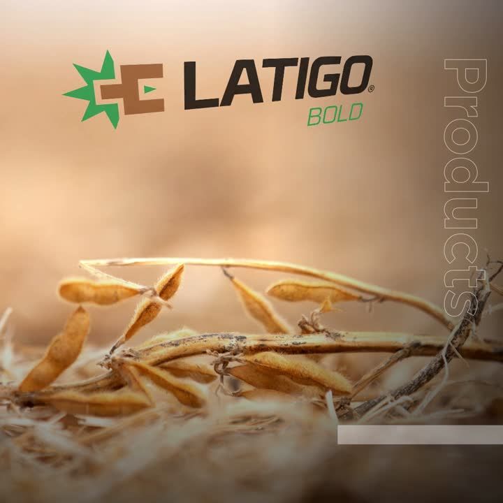 Latigo Bold (Helena Ag)