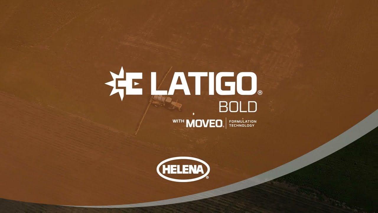 Latigo Bold (Helena Ag)