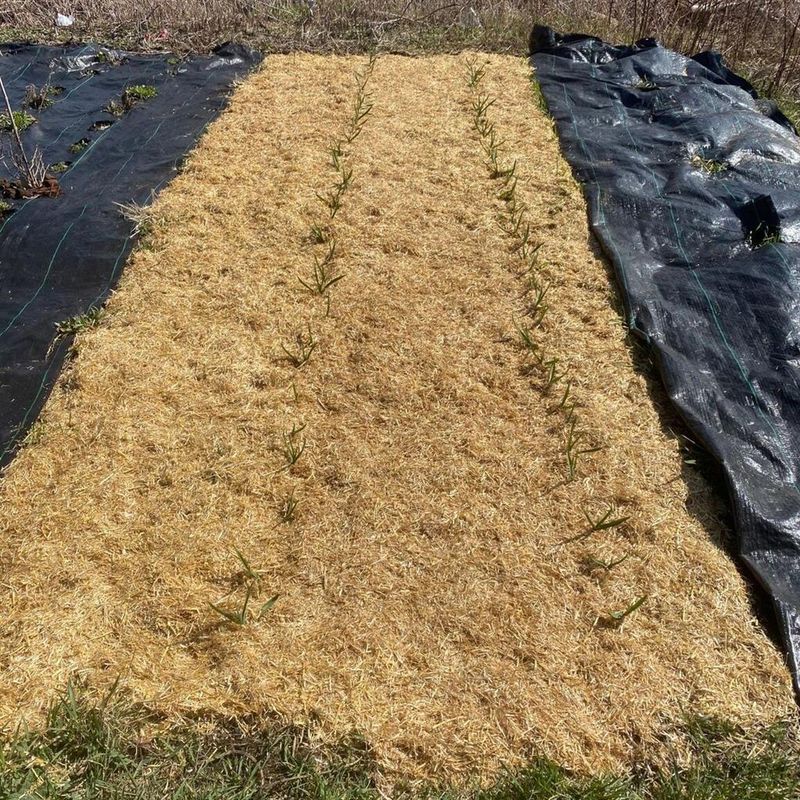 HealthiStraw™ GardenStraw™ Wheat Straw Mulch