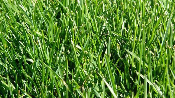 Wetsel Seed™ Kentucky Bluegrass 98/85