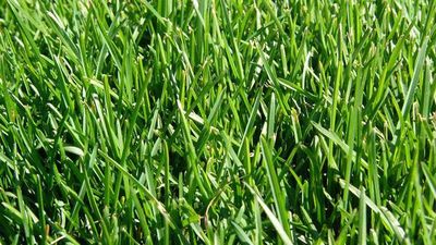 Wetsel Seed™ Kentucky Bluegrass 98/85