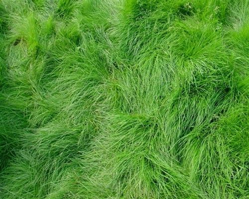 Wetsel Seed™ Navigator III Creeping Red Fescue Seed