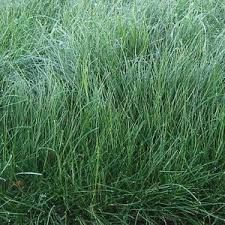 Wetsel Seed™ Navigator III Creeping Red Fescue Seed