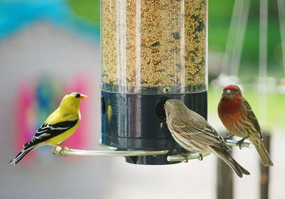 Bird Seeders and Bird Feed