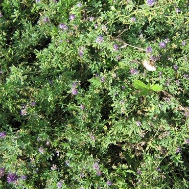 Wetland Alfalfa Seed