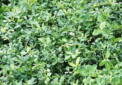 Wetland Alfalfa Seed