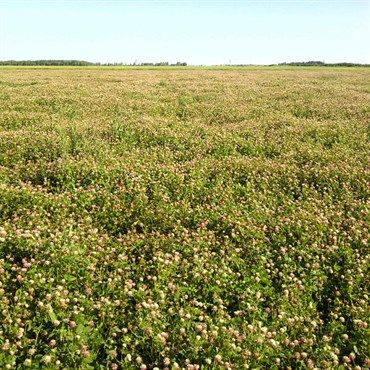 Wetsel Seed™ Clover Seed Wetsel Seed™ Clover Seed