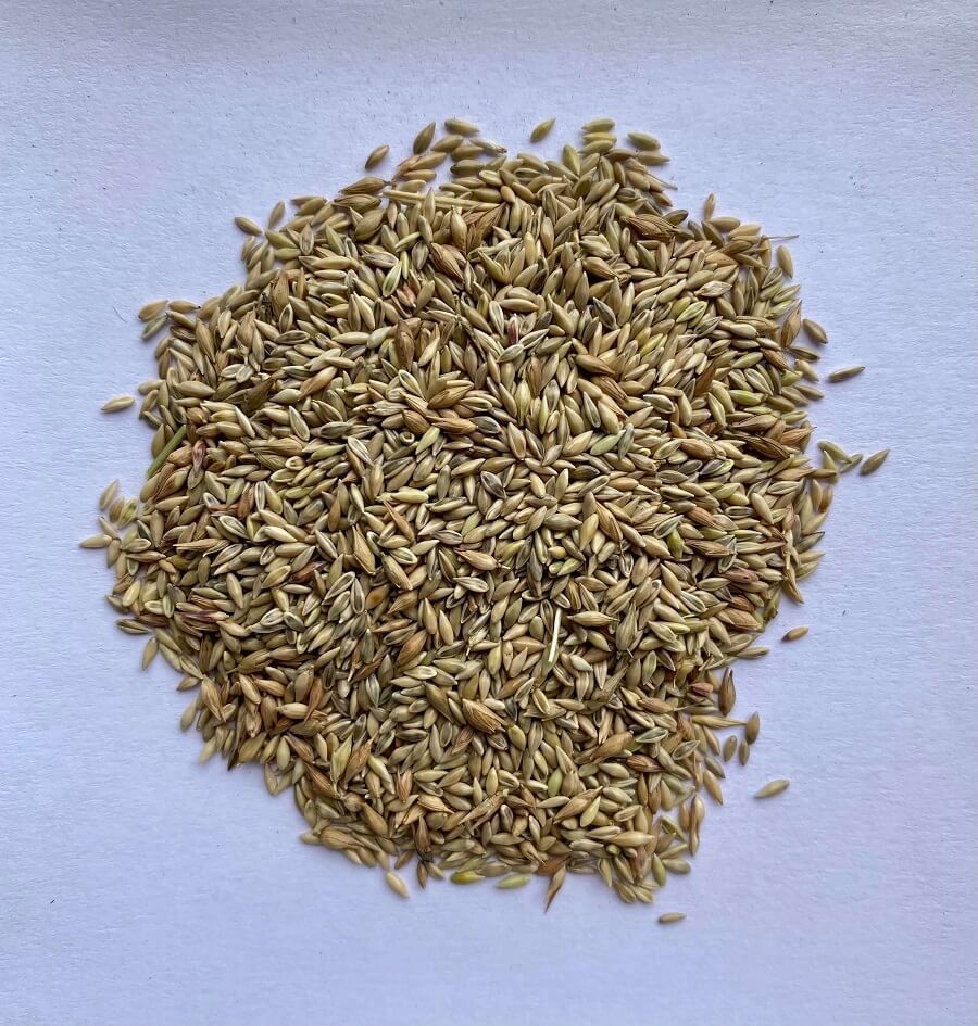 Wetsel Seed™ Shelter Switchgrass Seed