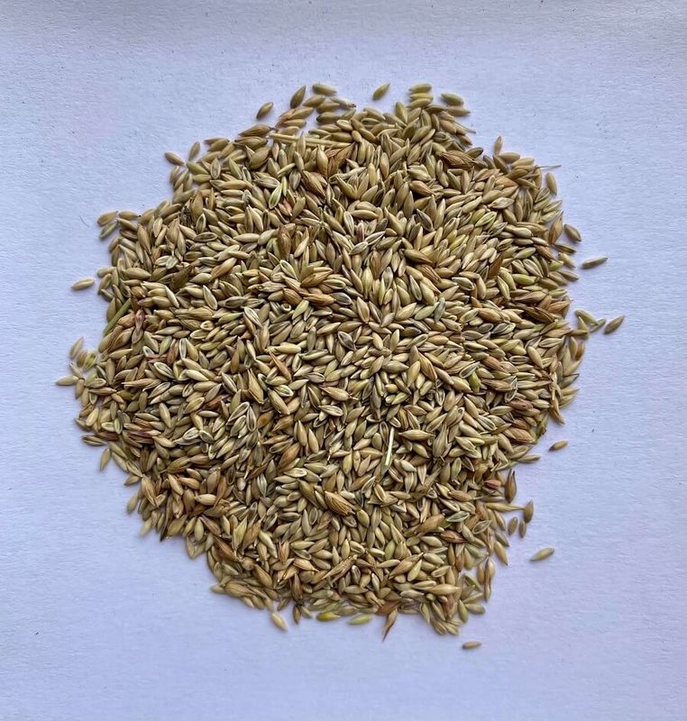 Wetsel Seed™ Shelter Switchgrass Seed