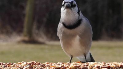 Lyric® Delite No-Waste Mix