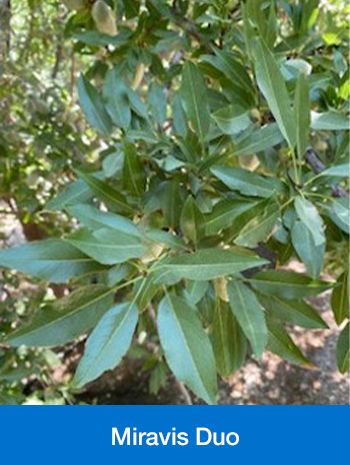 Miravis Duo (Syngenta)