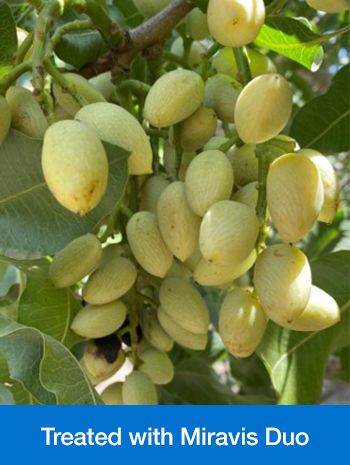 Miravis Duo (Syngenta)