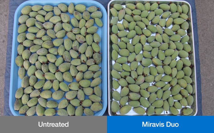 Miravis Duo (Syngenta)