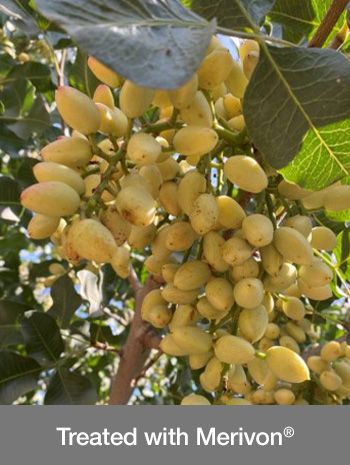 Miravis Duo (Syngenta)