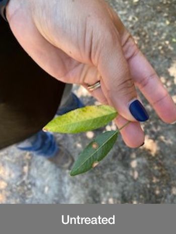 Miravis Duo (Syngenta)