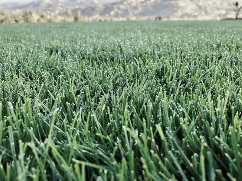 Wetsel Seed™ Kentucky Bluegrass 98/85