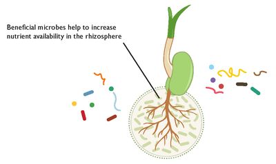 Biological Amendments