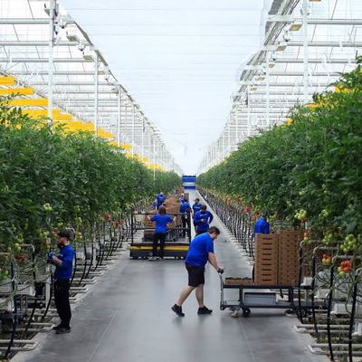 Indoor and Hydroponic Fertilizers