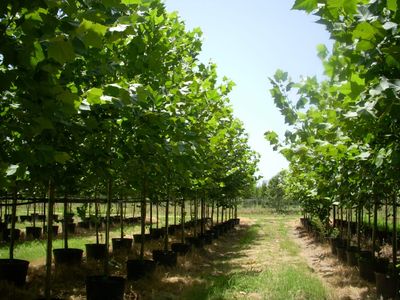 Forestry and Tree Farm Supplies