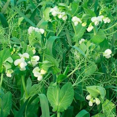 Cover Crop Seeds
