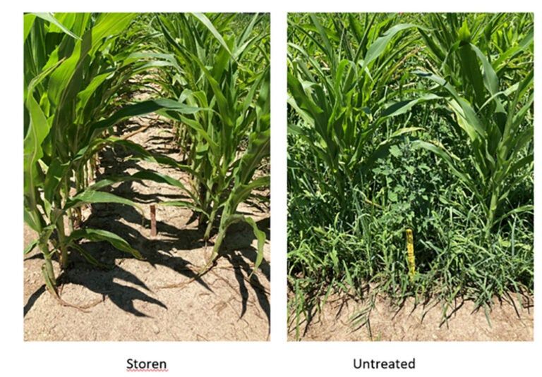 Storen Herbicide (Syngenta)