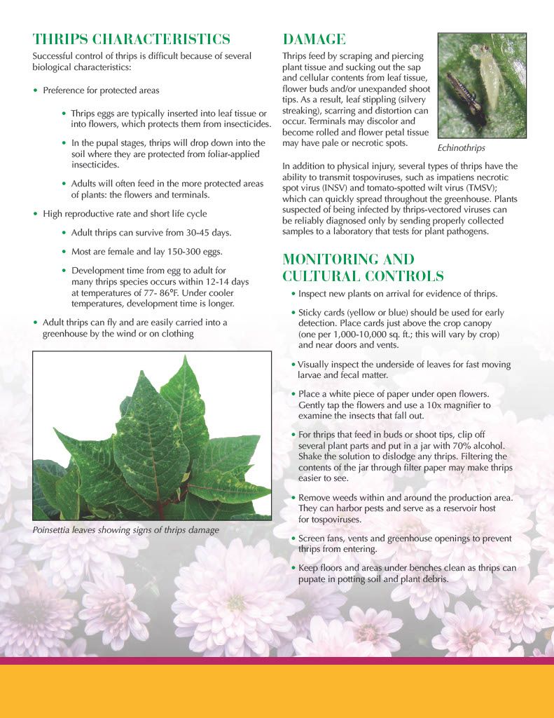 Avid .15 EC (Syngenta)