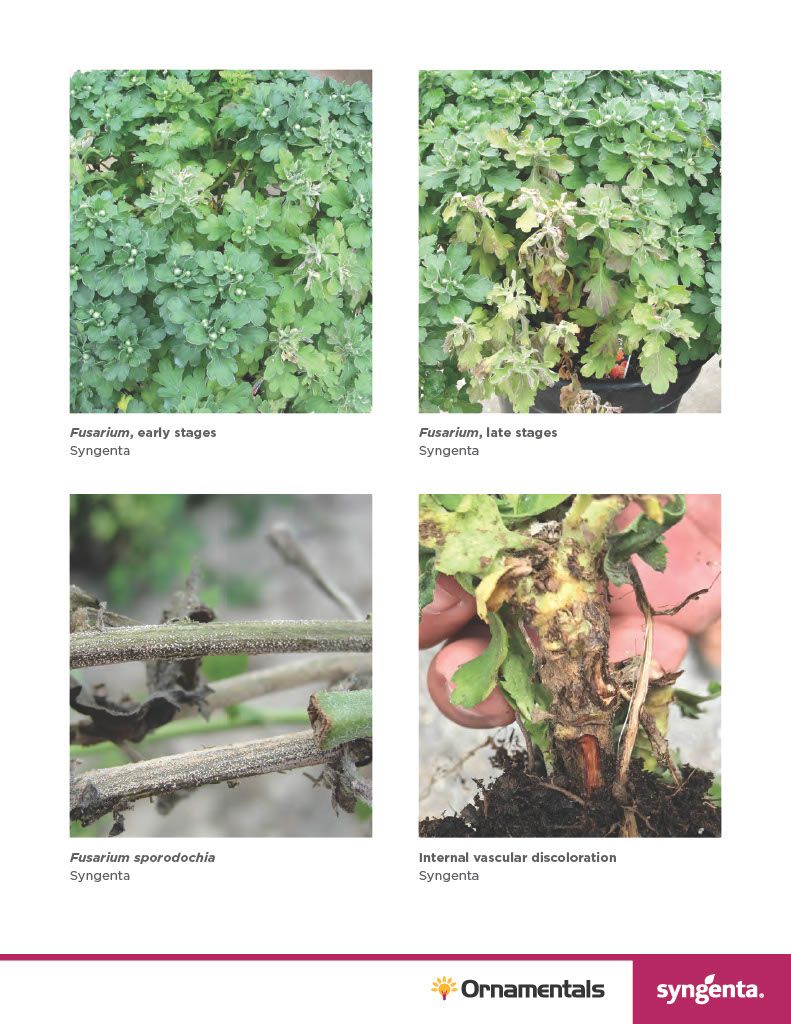 Avid .15 EC (Syngenta)