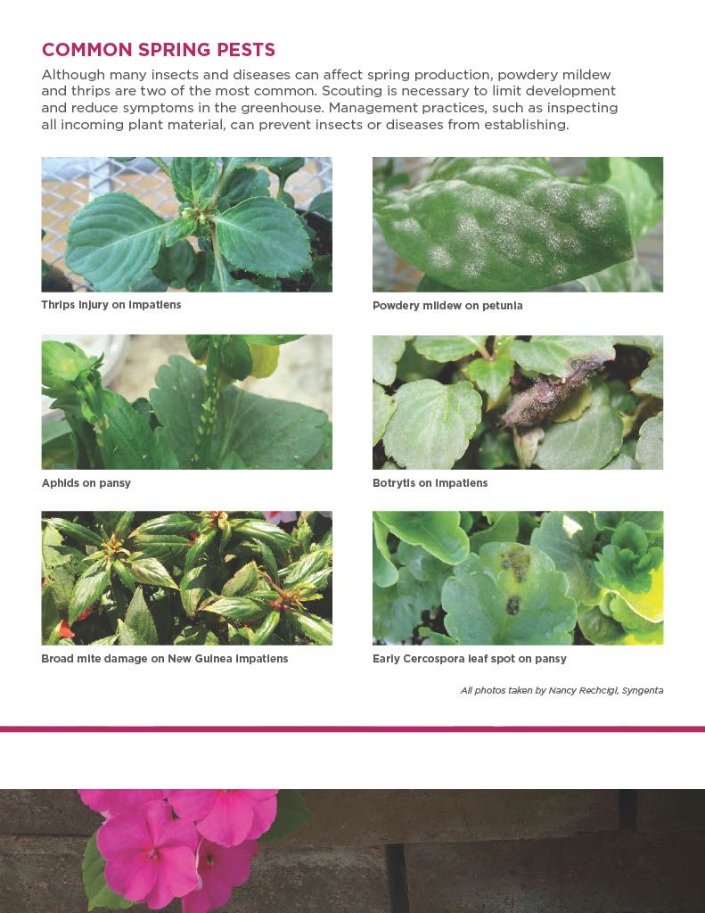 Avid .15 EC (Syngenta)