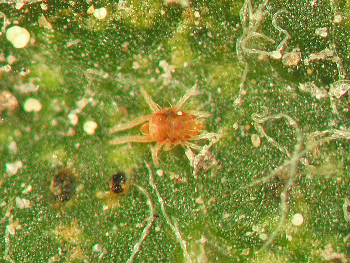 Mite-E-Oil (Helena Agri)