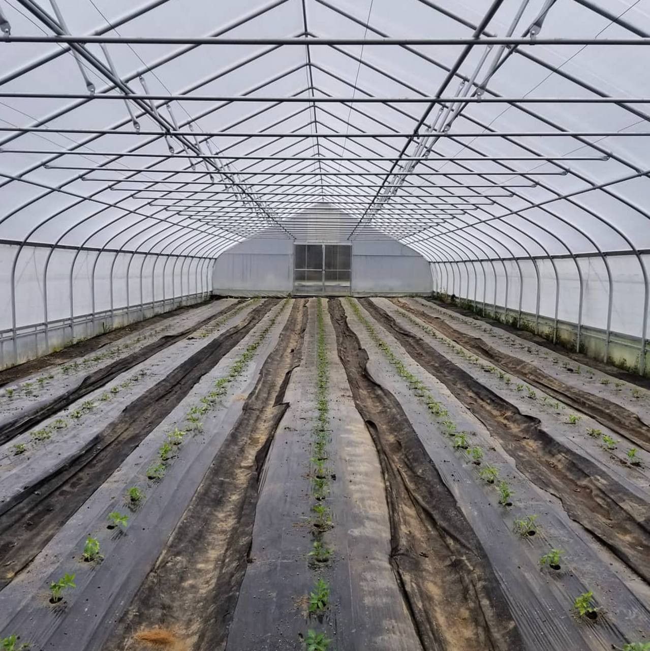 K50 IR/AC 4-Year Greenhouse Film - 6mil - 40ft x 100ft