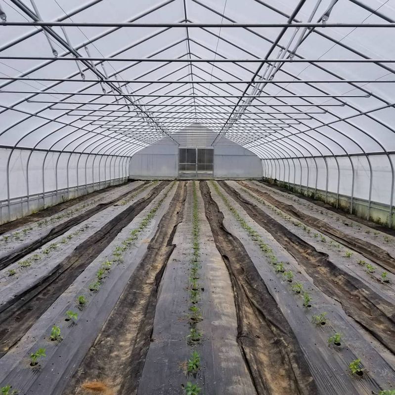 K50 IR/AC 4-Year Greenhouse Film - 6mil - 40ft x 100ft