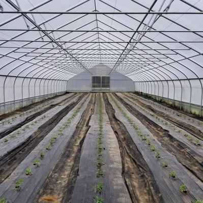 K50 IR/AC 4-Year Greenhouse Film - 6mil - 40ft x 100ft