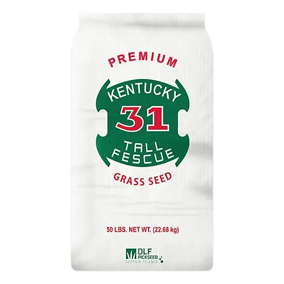 Kentucky 31 98/85 Tall Fescue Seed