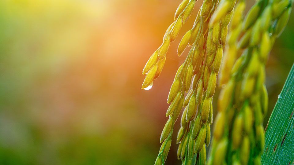 Coron Metra 25 (Helena Ag)