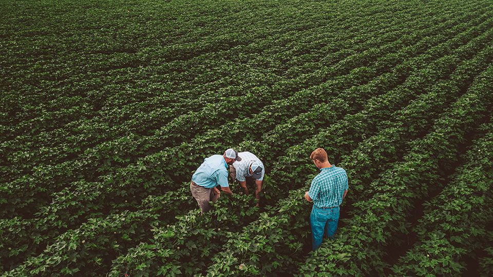 Coron Metra 25 (Helena Ag)