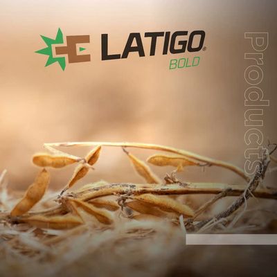 Latigo Bold (Helena Ag)