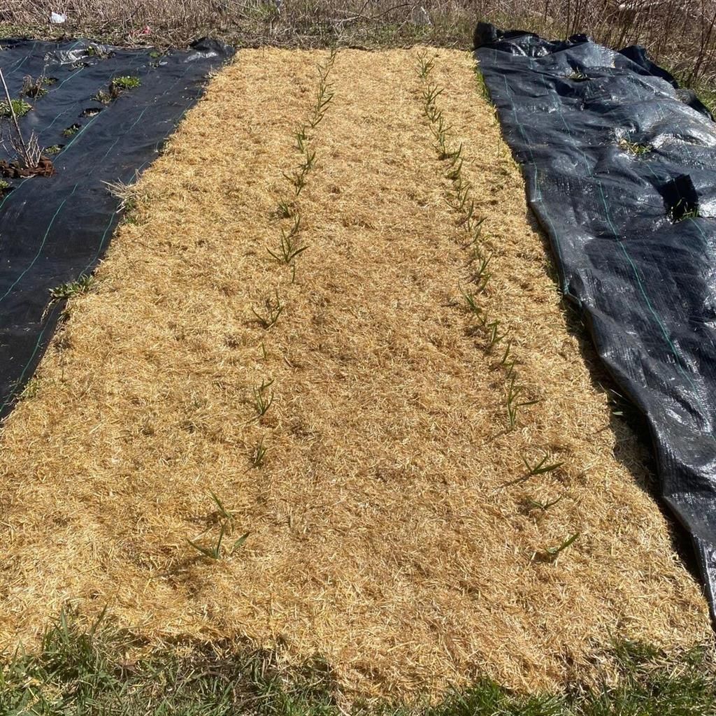 HealthiStraw™ GardenStraw™ Wheat Straw Mulch