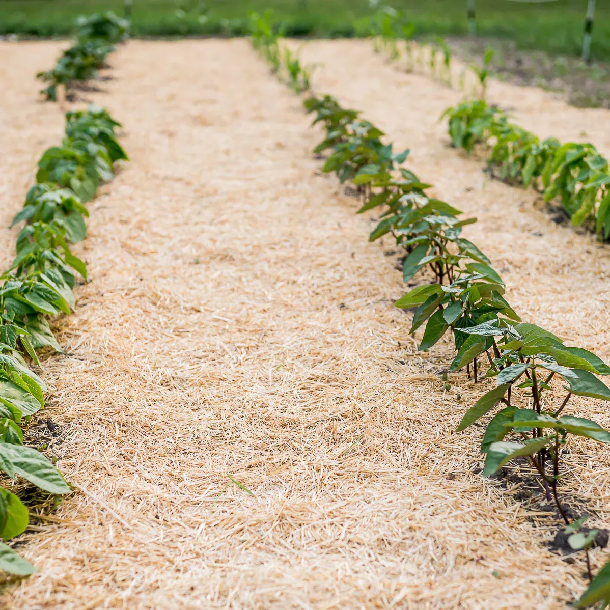 HealthiStraw™ GardenStraw™ Wheat Straw Mulch