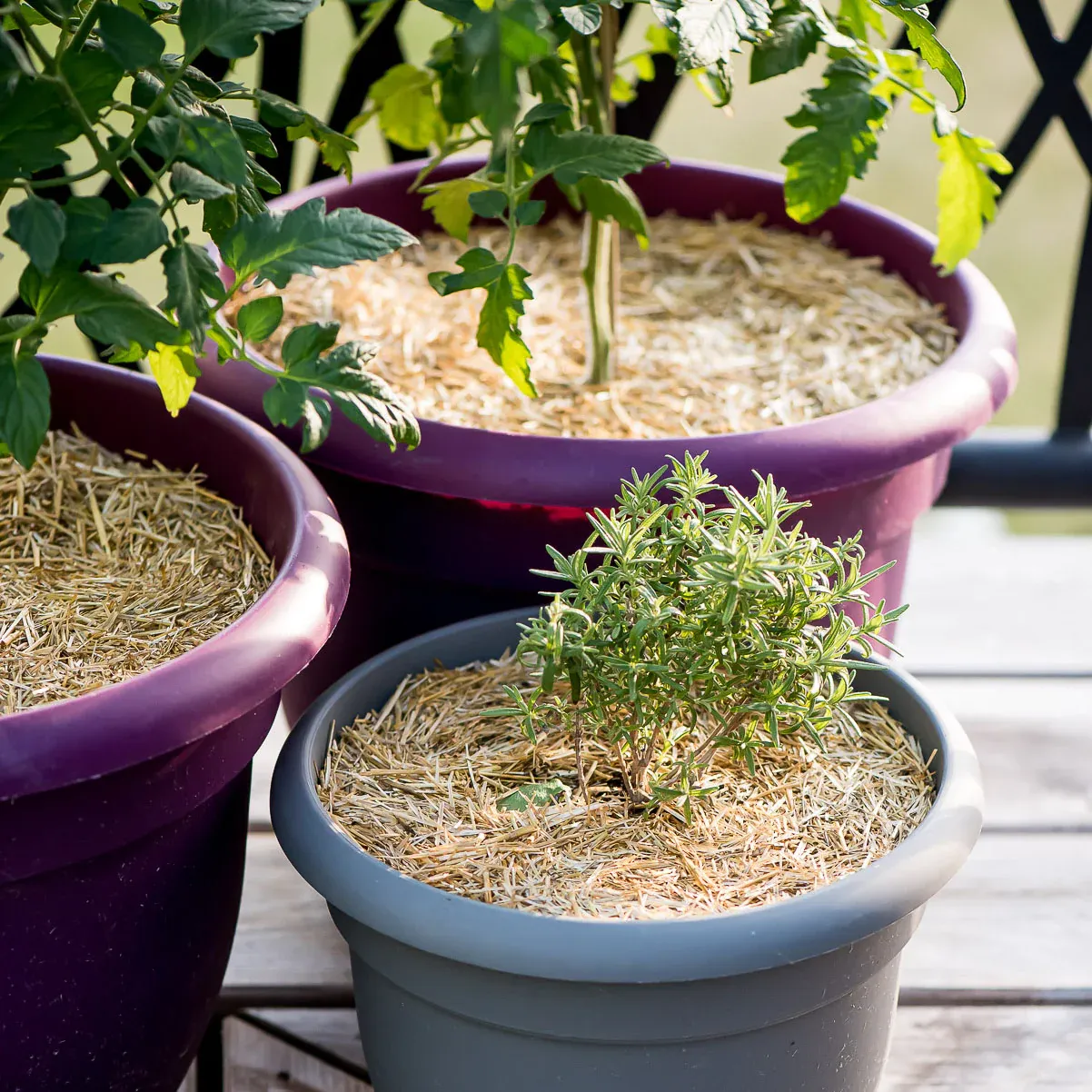 HealthiStraw™ GardenStraw™ Wheat Straw Mulch