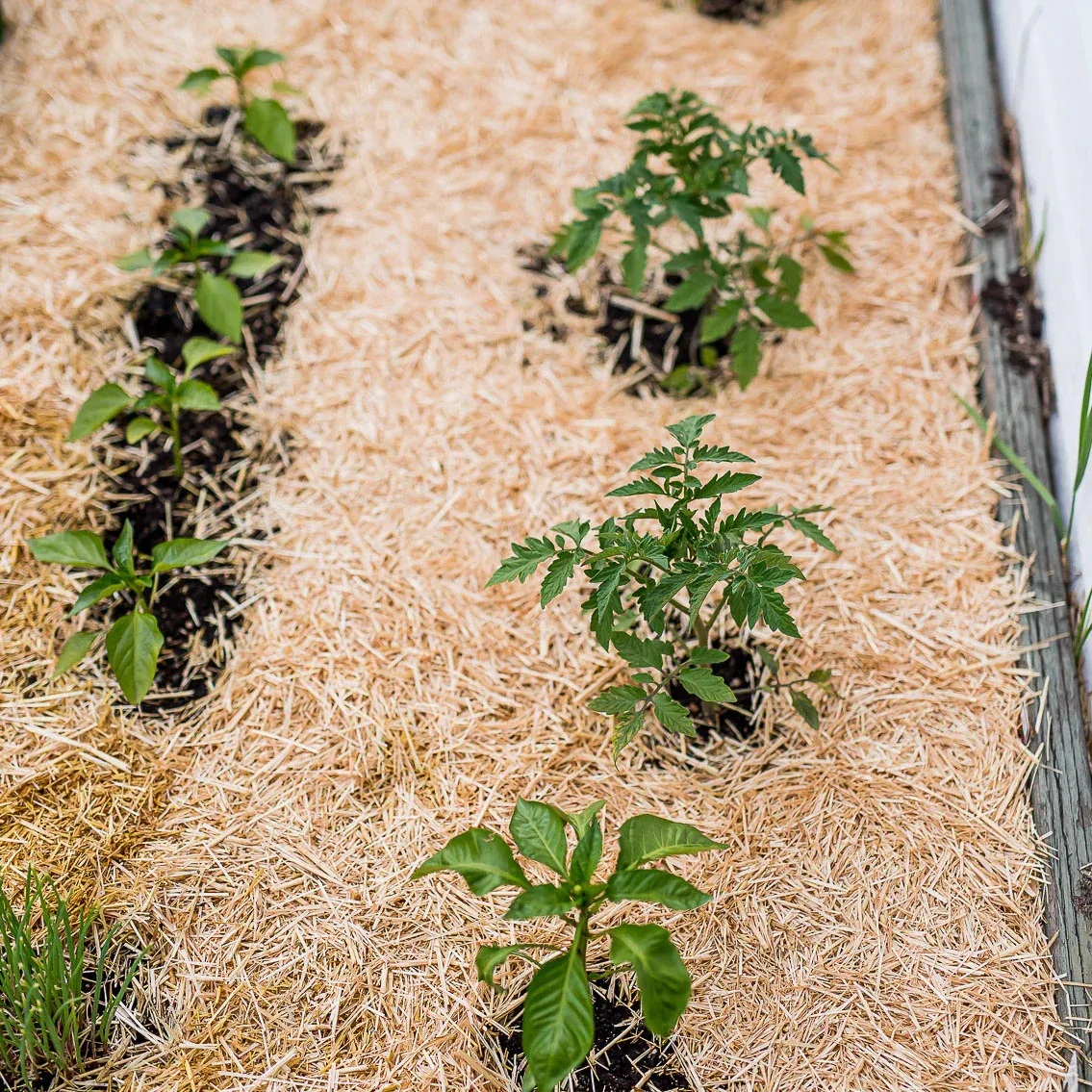 HealthiStraw™ GardenStraw™ Wheat Straw Mulch