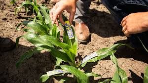 Nucleus 0-0-17 + Mg (Helena Agri)