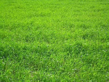 Grand Slam 2 Ryegrass