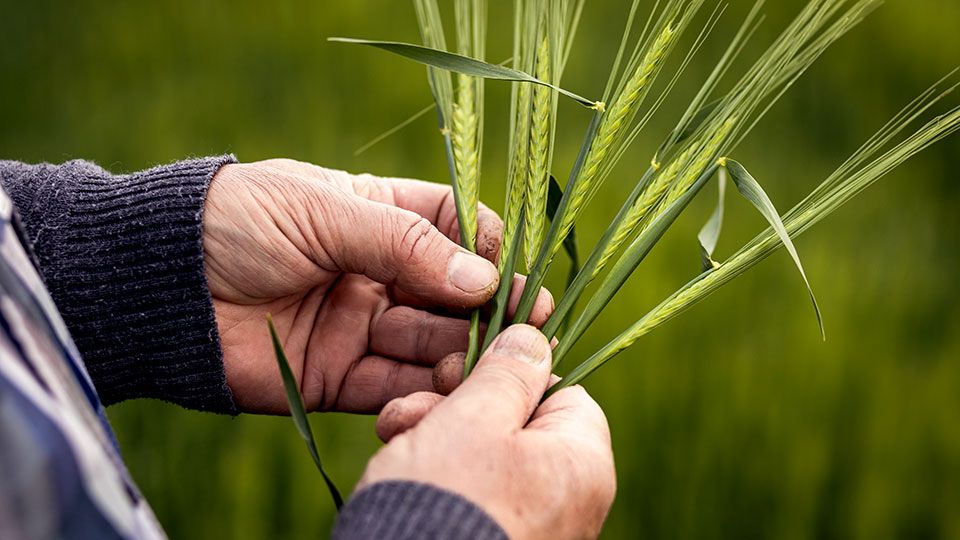 Coron Metra 28 (Helena Ag)