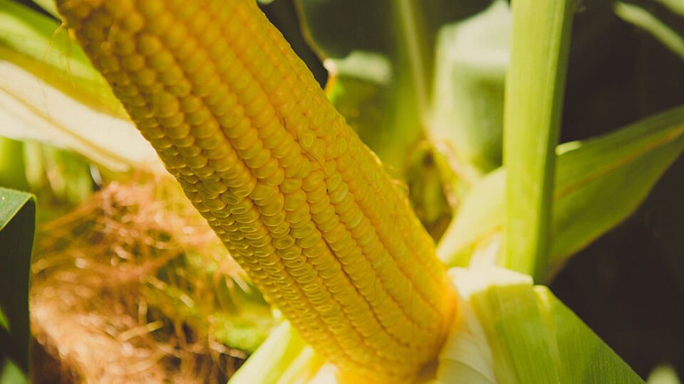 Receptor (Helena Ag)