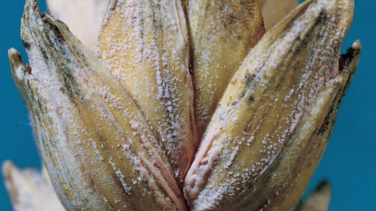 Prosaro SC 421 (Bayer)