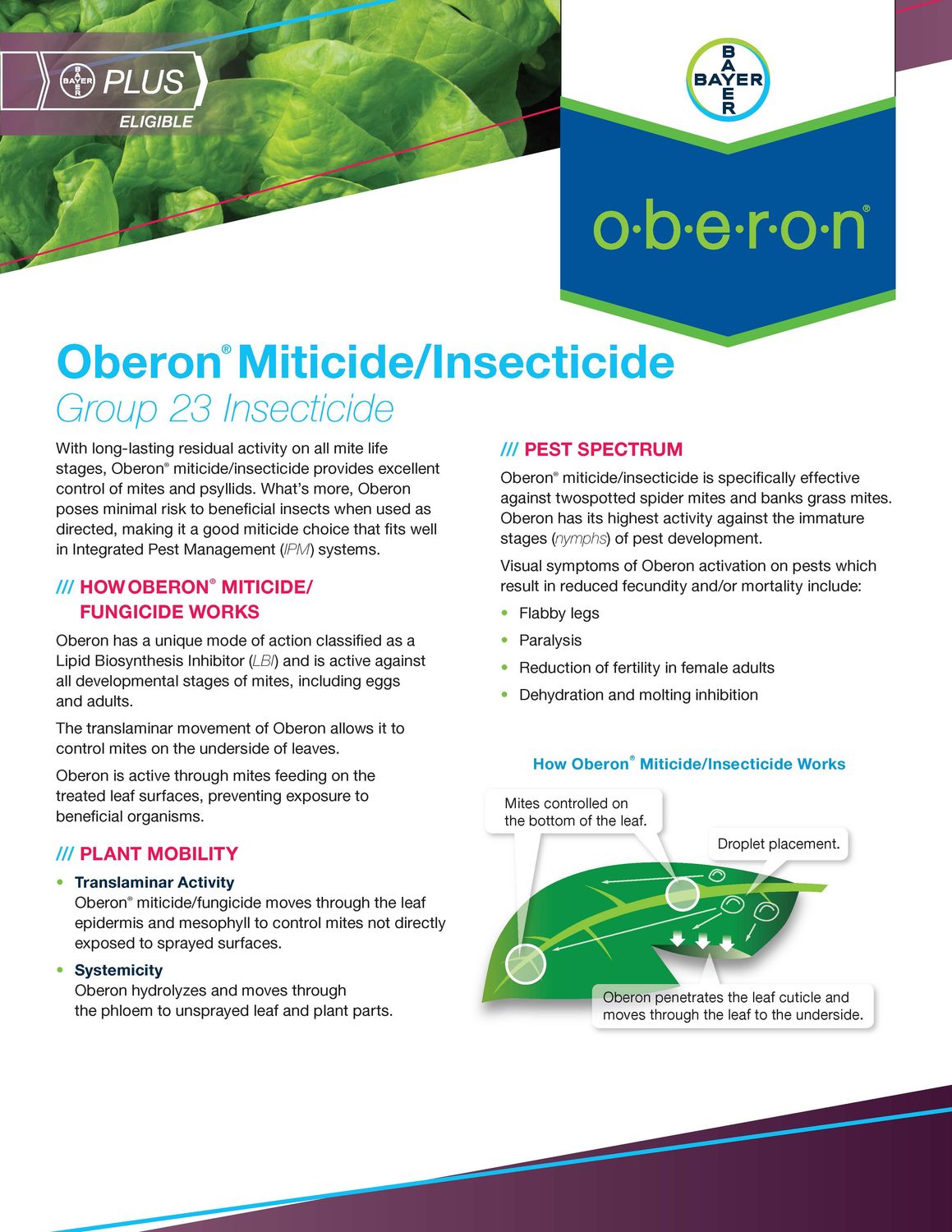 Oberon 4SC (Bayer)