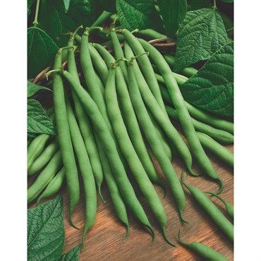 Wetsel Seed™ Organic Blue Lake 274 Beans Wetsel Seed™ Organic Blue Lake 274 Beans