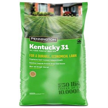 Pennington® Kentucky 31 Tall Fescue Seed